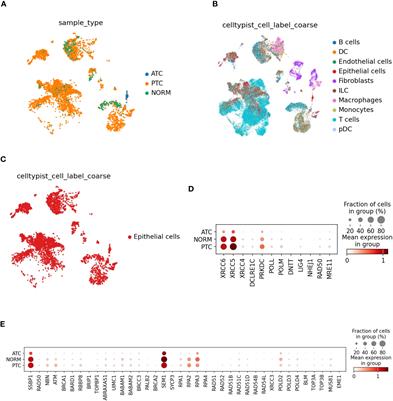 Selective inhibition of DNA ligase IV provides additional efficacy to the treatment of anaplastic thyroid cancer